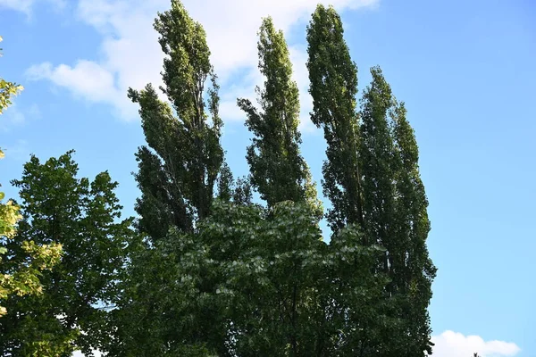 Mavi Gökyüzü Arka Plan Üzerinde Yeşil Ağaçlar — Stok fotoğraf