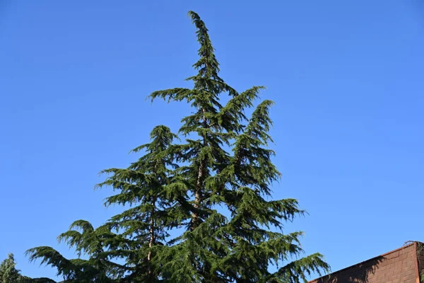 Grüne Bäume Auf Blauem Himmel Hintergrund — Stockfoto