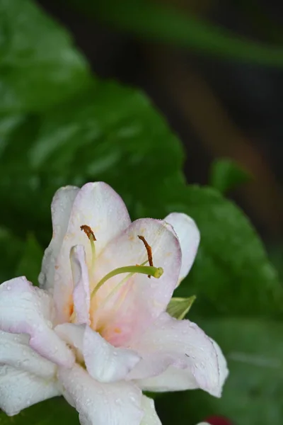 Güneşli Yaz Gününde Bahçede Yetişen Güzel Pembe Çiçekler — Stok fotoğraf