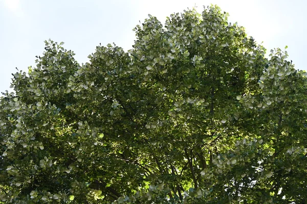 Stock image green trees on blue sky background