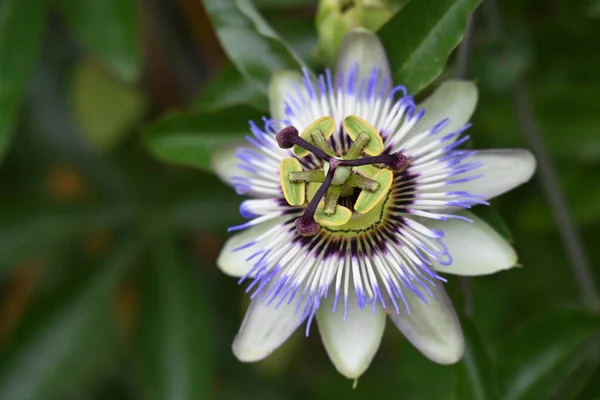 Όμορφα Μοβ Λουλούδια Που Αναπτύσσονται Στον Κήπο Την Ηλιόλουστη Μέρα — Φωτογραφία Αρχείου