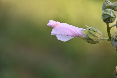 Güneşli yaz gününde bahçede yetişen güzel pembe çiçekler.