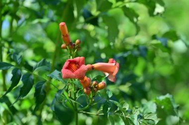 Güneşli yaz gününde bahçede yetişen güzel kırmızı çiçekler.