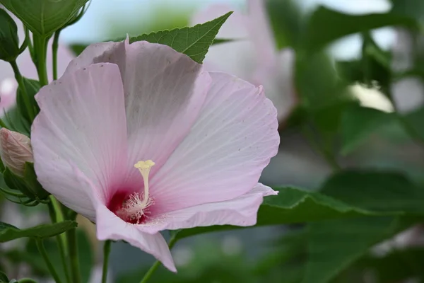 Όμορφα Ροζ Λουλούδια Που Αναπτύσσονται Στον Κήπο Την Ηλιόλουστη Μέρα — Φωτογραφία Αρχείου