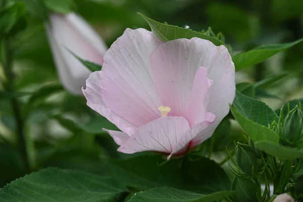 夏日阳光明媚 花园里长着美丽的粉红花朵 — 图库照片