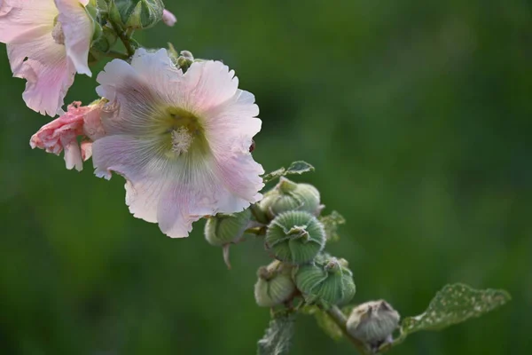 Όμορφα Ροζ Λουλούδια Που Αναπτύσσονται Στον Κήπο Την Ηλιόλουστη Μέρα — Φωτογραφία Αρχείου