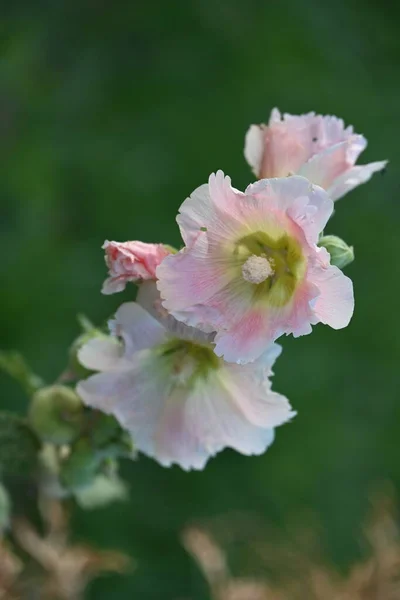 Gyönyörű Rózsaszín Virágok Nőnek Kertben Nyáron Napsütéses Nap — Stock Fotó