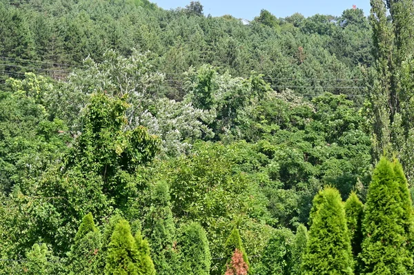 Yeşil Ağaçların Yakın Görüntüsü — Stok fotoğraf
