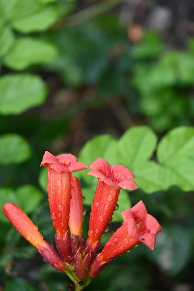Close Flores Vermelhas Crescendo Livre — Fotografia de Stock