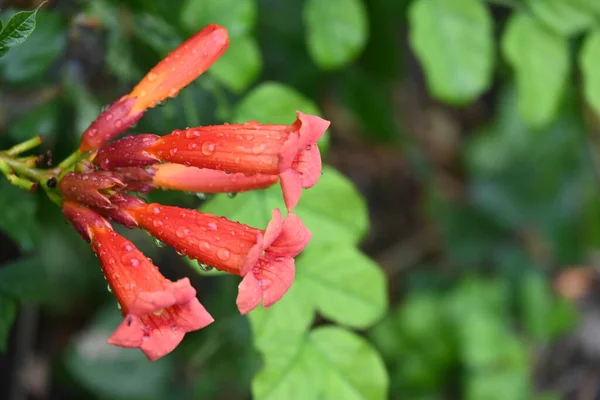 Açık Havada Yetişen Kırmızı Çiçekleri Kapatın — Stok fotoğraf