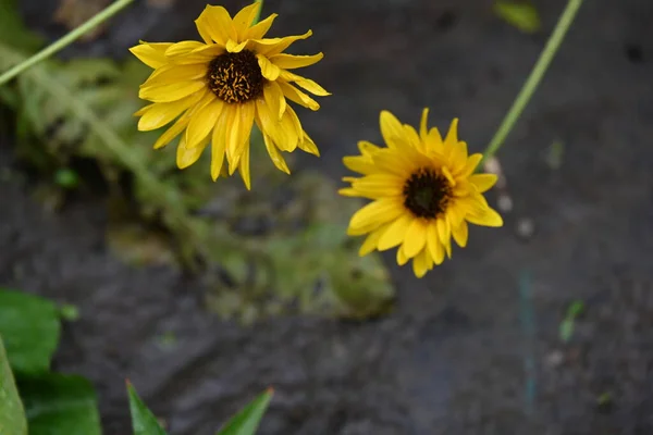 Primer Plano Flores Amarillas Creciendo Aire Libre — Foto de Stock