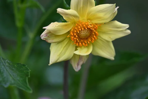 Close Flores Amarelas Crescendo Livre — Fotografia de Stock
