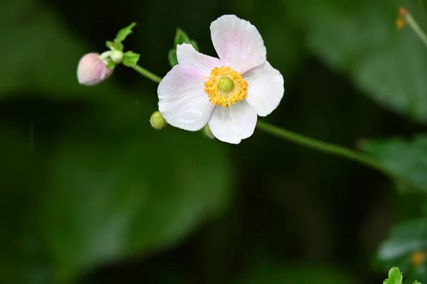Flores Blancas Jardín —  Fotos de Stock