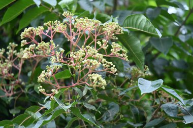 Bahçede büyüyen güzel çiçekler