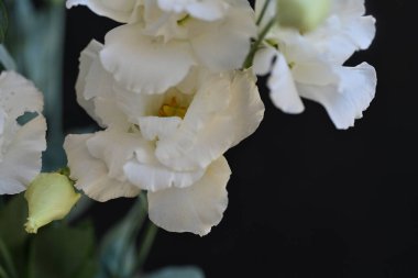 Koyu arkaplanda güzel çiçekler, yaz konsepti, yakın manzara