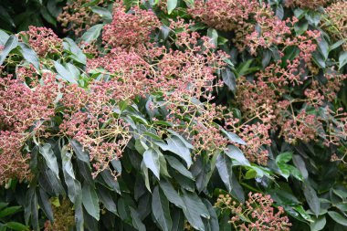 Bahçede büyüyen güzel çiçekler