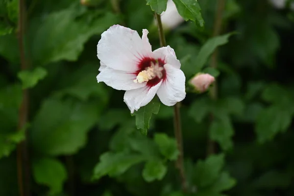 Білі Квіти Саду — стокове фото