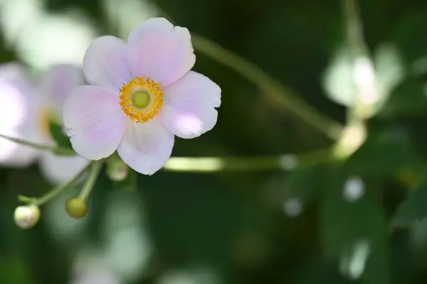 Bahçedeki Beyaz Şakayık Çiçekleri — Stok fotoğraf