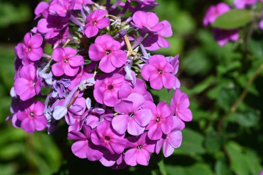 bahçede yetişen çiçeklerin yakın çekim 