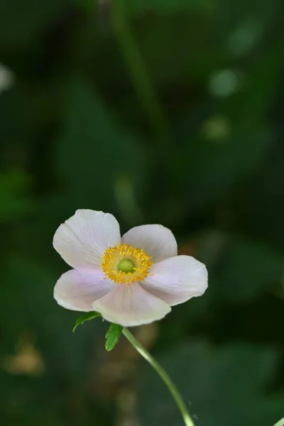 Flores Anémona Blanca Jardín —  Fotos de Stock