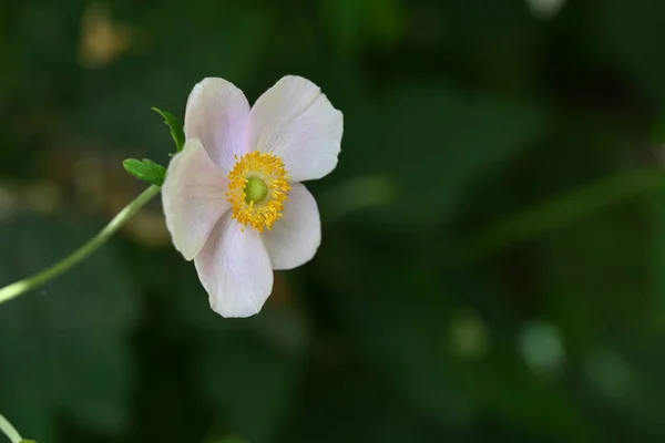 Fleurs Anémone Blanche Dans Jardin — Photo