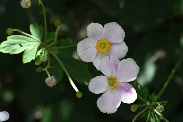 花园里的白葵花 — 图库照片