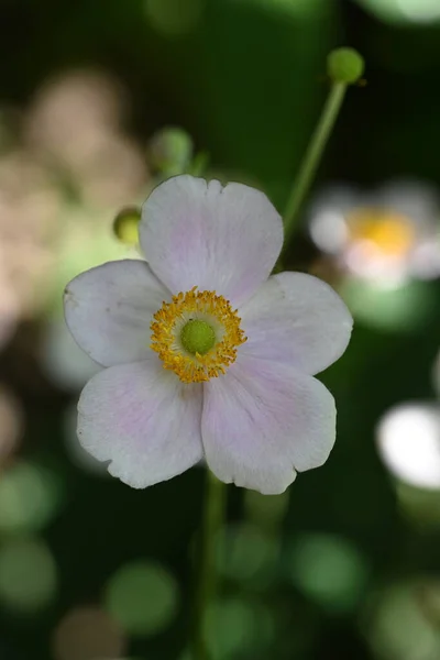 Flores Anémona Blanca Jardín —  Fotos de Stock