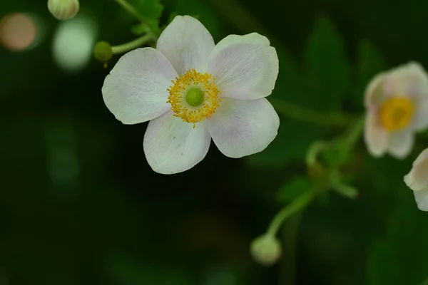 Fehér Anemone Virágok Kertben — Stock Fotó