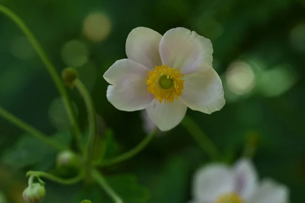 White Anemone Flowers Garden — Stock Photo, Image