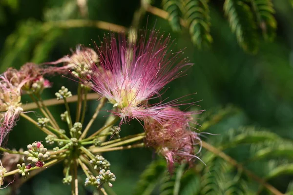 stock image close up of pink flowers growing outdoor