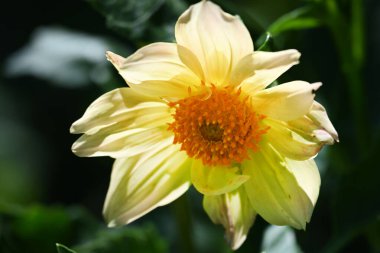 bahçede büyüyen çiçek yakın 