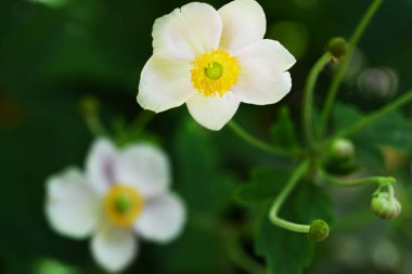 bahçede yetişen çiçeklerin yakın çekim 