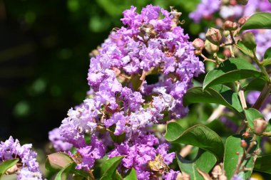 Bahçedeki güzel mor çiçekler