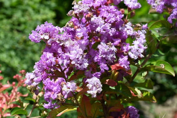 Beautiful Violet Flowers Garden — Stock Photo, Image