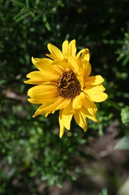 bahçede büyüyen çiçek yakın 