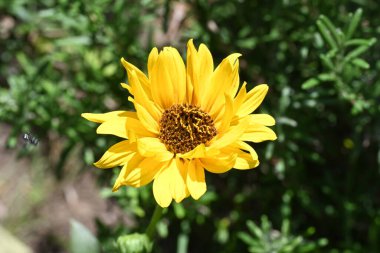 bahçede büyüyen çiçek yakın 