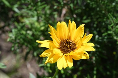 bahçede büyüyen çiçek yakın 