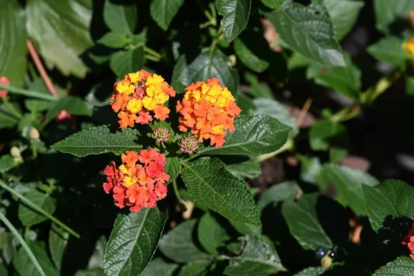 Close Flores Crescendo Jardim — Fotografia de Stock