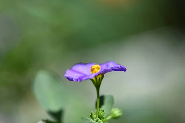 Blízkina Pěstování Květin Zahradě — Stock fotografie