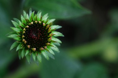 bahçede büyüyen çiçek yakın 