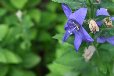 bahçede büyüyen çiçek yakın 