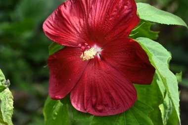 bahçede büyüyen çiçek yakın 