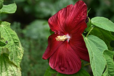 bahçede büyüyen çiçek yakın 