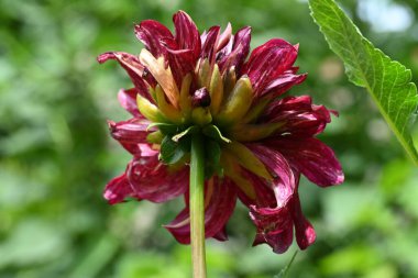 bahçede büyüyen çiçek yakın 