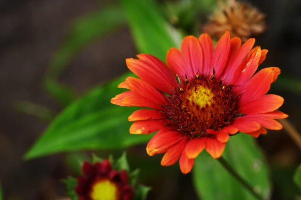 Közelről Növekvő Virágok Kertben — Stock Fotó