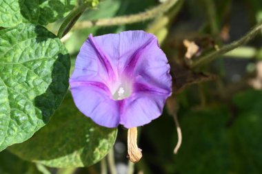 bahçede büyüyen çiçek yakın 