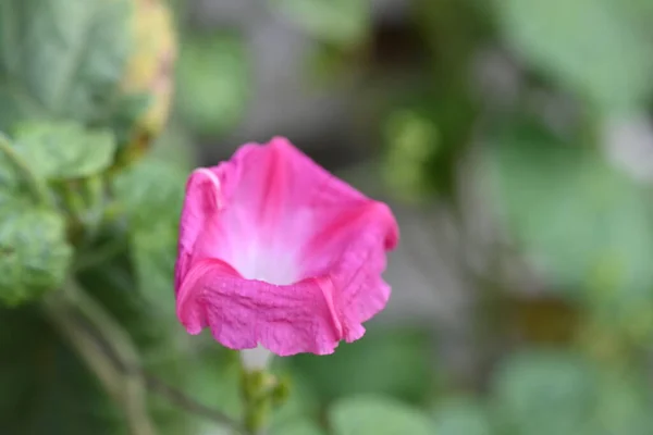 Närbild Blomsterodling Trädgården — Stockfoto