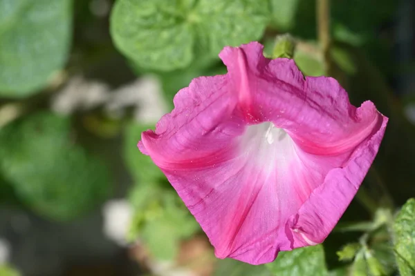 Primo Piano Fiore Che Cresce Nel Giardino — Foto Stock