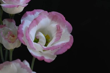 Koyu arkaplanda güzel çiçekler, yaz konsepti, yakın manzara