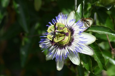 bahçede büyüyen çiçek yakın 